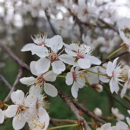Апартаменты Gemuetliche Zwei-zimmer-ferienwohnung 