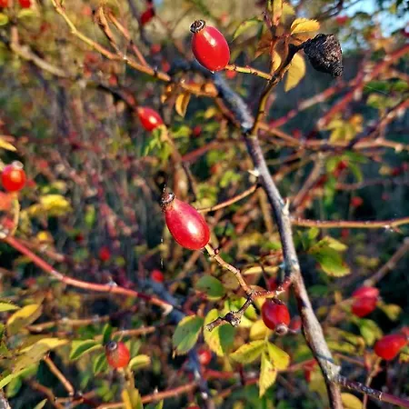 Gemuetliche Zwei-zimmer-ferienwohnung 
