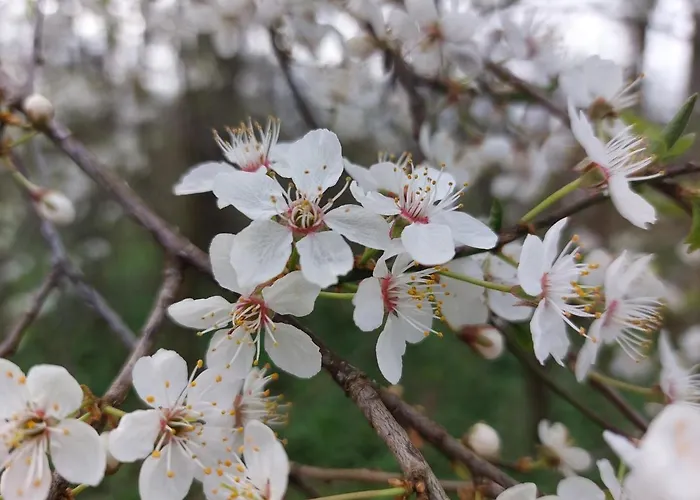 Apartment Gemütliche Zwei-zimmer-ferienwohnung W1 In Bei Leipzig Im Neuseenland Zwenkau